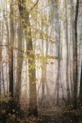 Sendero otoñal entre la niebla