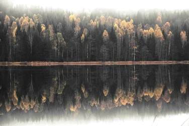 Reflejo otoñal en la niebla