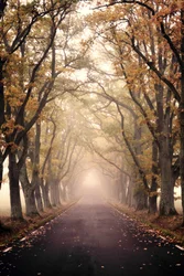 Carretera otoñal entre la niebla