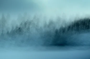Bosque azul brumoso