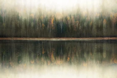 Reflejo en el bosque brumoso