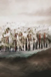 La serenidad del bosque brumoso