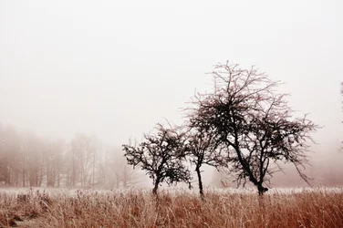 Árboles invernales envueltos en niebla