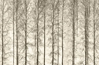 Árboles invernales en blanco y negro