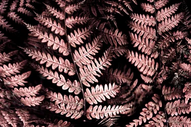 Helechos rosados melancólicos