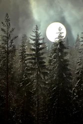 Bosque invernal a la luz de la luna