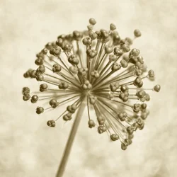 Esfera de Allium en tonos sepia