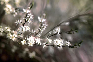 Flor de endrino