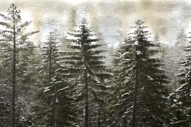 Bosque nevado en invierno