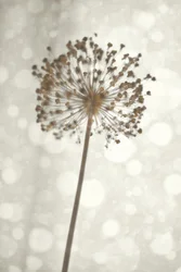 Delicada flor de Allium