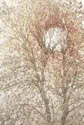 Árbol otoñal de tonos suaves