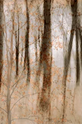 Bosques otoñales apacibles