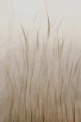 Beige suave hierba