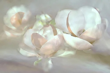 Delicadas flores de magnolia