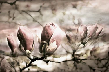 Brotes suaves de magnolia
