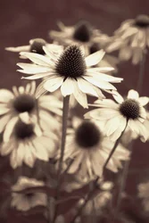 Coneflowers en tonos sepia suaves