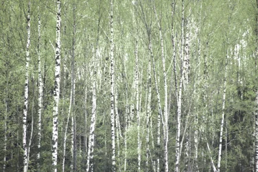 Bosque de abedules en primavera