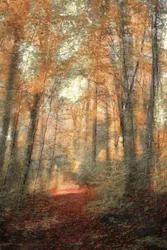 Sendero boscoso bañado por el sol
