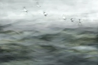 Cisnes sobre aguas brumosas