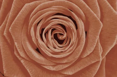 Detalle de rosa en terracota