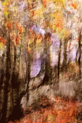 Un bosque otoñal lleno de colorido