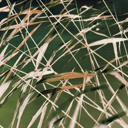 Resumen de «Whispering Reeds»