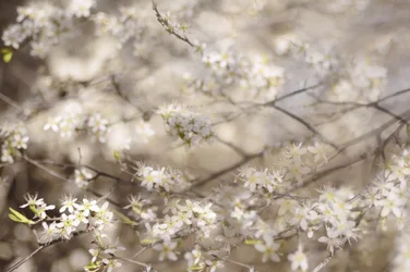 Flores blancas de primavera