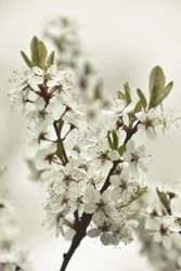 Flores blancas de primavera