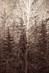Luz del bosque invernal
