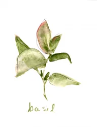 Planta de albahaca fresca