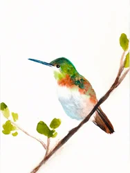 Colibrí verde posado