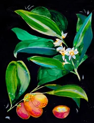 Fruta y flores de naranja