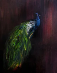 Retrato regio de pavo real