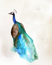 Pavo real azul vibrante