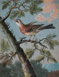 Pájaro cantor en un árbol de hoja perenne