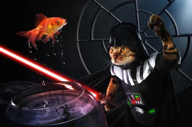 La batalla galáctica de los peces del gato