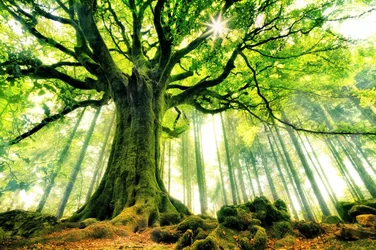 Árbol antiguo bañado por el sol