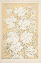 Hojas de la naturaleza, 1868