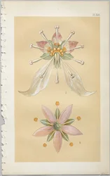 El arte del diseño decorativo: con un apéndice, dando las horas del día en que las flores se abren, publicado por Day & Son, Londres, 1862