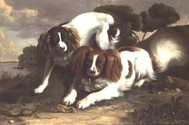 Dos Spaniels King Charles Jugando con una Rana