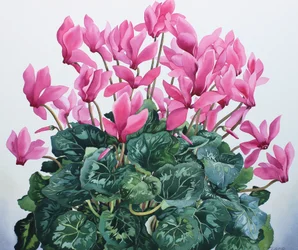 Retrato de Cyclamen