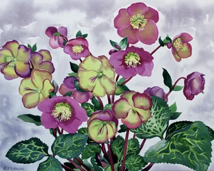 Helleborus (2)