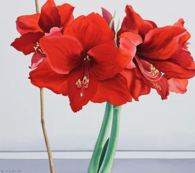 Amarilis Roja