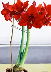Amarilis rojo 2