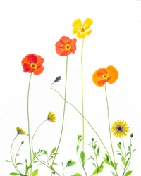 Alegres amapolas y margaritas