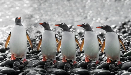 Cinco pingüinos curiosos