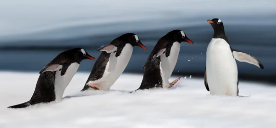 Acción del pingüino de Gentoo