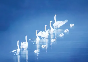 Cisnes elegantes en aguas azules