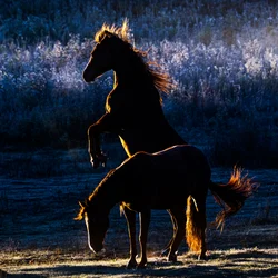 Caballos