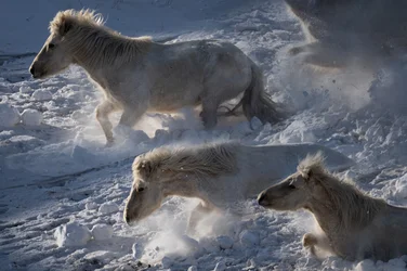 Caballos islandeses en la nieve